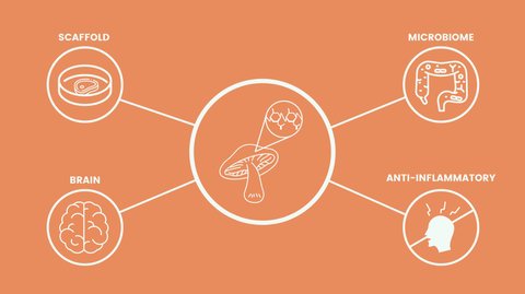 Chitin: Providing Structure and Biofunction to Cell-Cultured Meat cover image