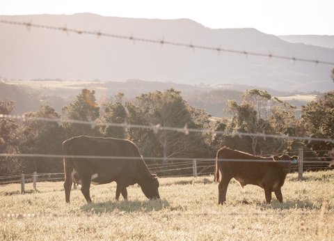 How Cellular Agriculture Can Strengthen Australia’s Agtech Sector