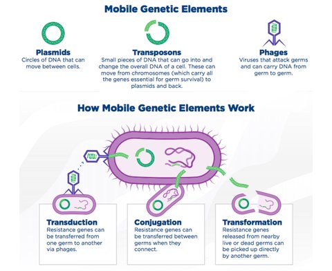 How mobile genetic elements contribute to the spread of antibiotic resistance