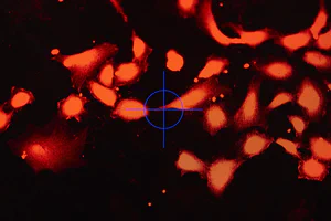 Characterization of isolated primary fish cells with targeted biomarkers. Copyright Bluu GmbH 2023. Photo by Anna Brauns.