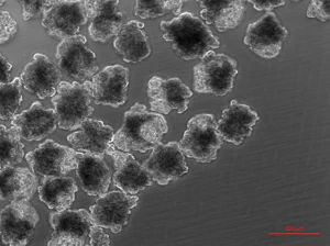 One of FUROID™️ first reprogrammed induced pluripotent stem cells for our hairfollicle patent in November 2017