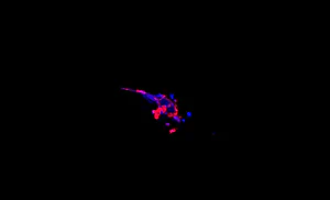 BIOPRINTED HAIRFOLLICLE - STAINED WITH CELL MARKERS