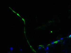 Confocal image of a stained [bioprinted] hairfollicle