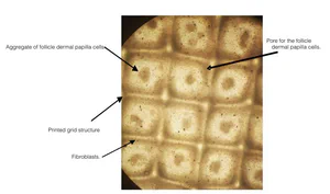 A SEM microscope image of the first bioprinted FUROID™️ prototype with visible engineered dermal papilla cells (important for hairfollicle/fur formation)