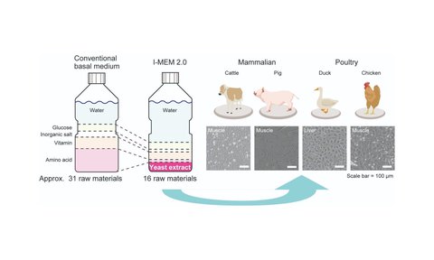 IntegriCulture and JT Group: Successful development of I-MEM 2.0, a bulk raw material-based basal medium that minimizes use of highly processed raw materials