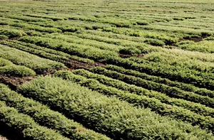 NuCicer Chickpea Field Trial